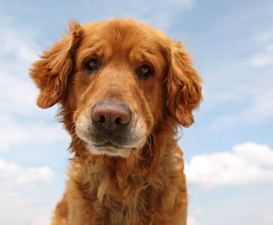 how to help dog grieve loss of another dog