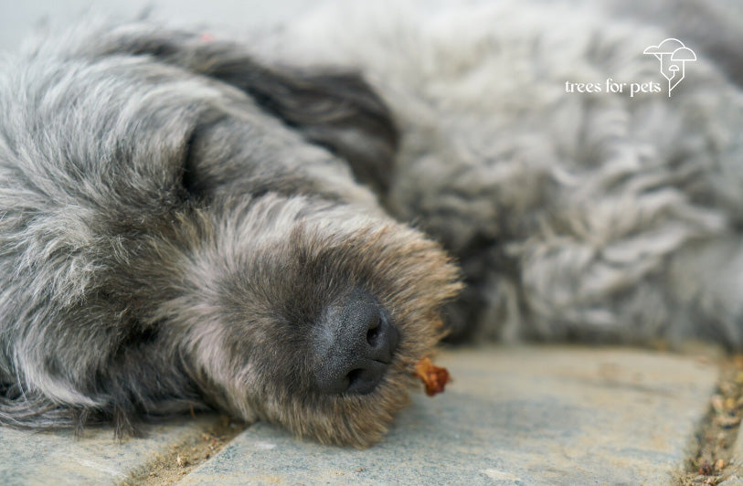 signs of death in dogs