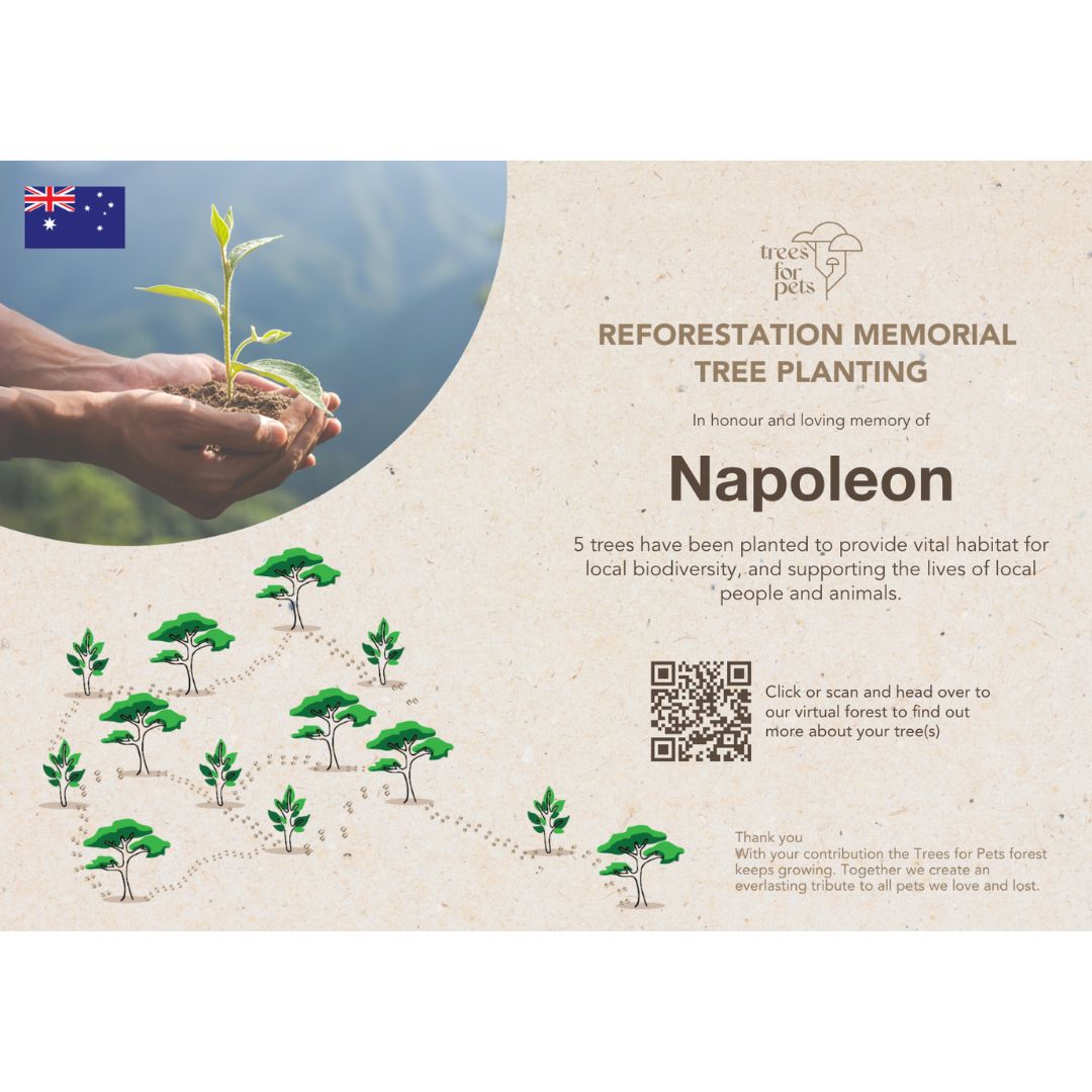 Pet Memorial Tree in Australia