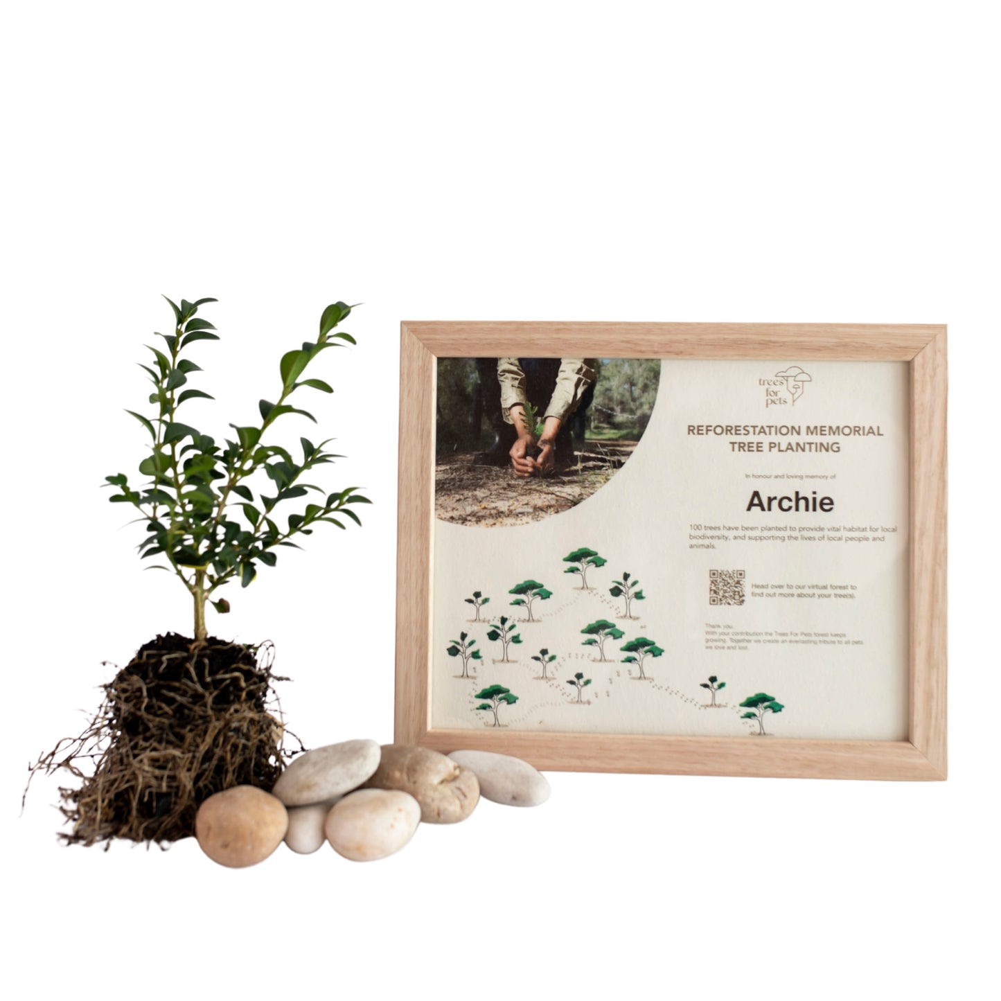 Reforestation Pet Memorial Tree Gift - LVC