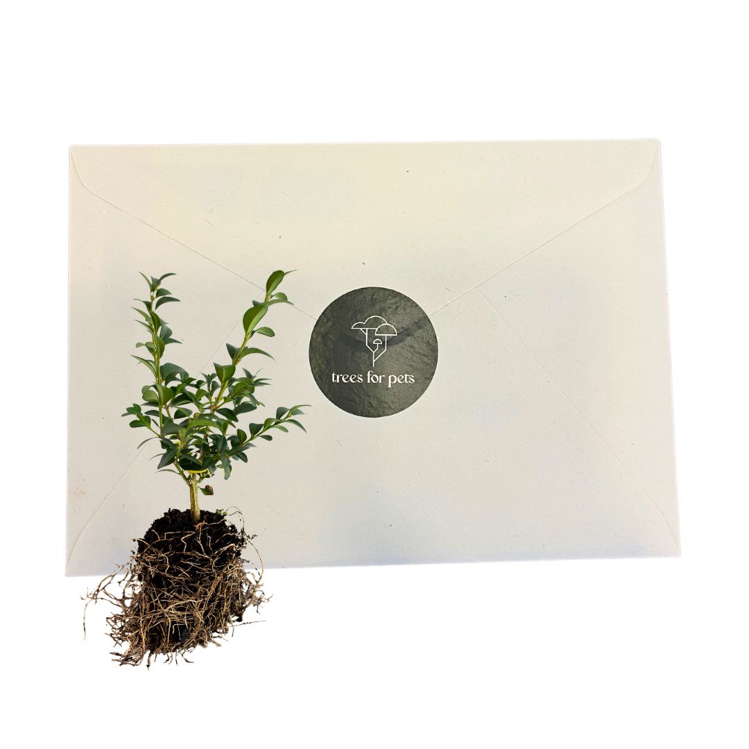 Reforestation Pet Memorial Tree Gift - LVC