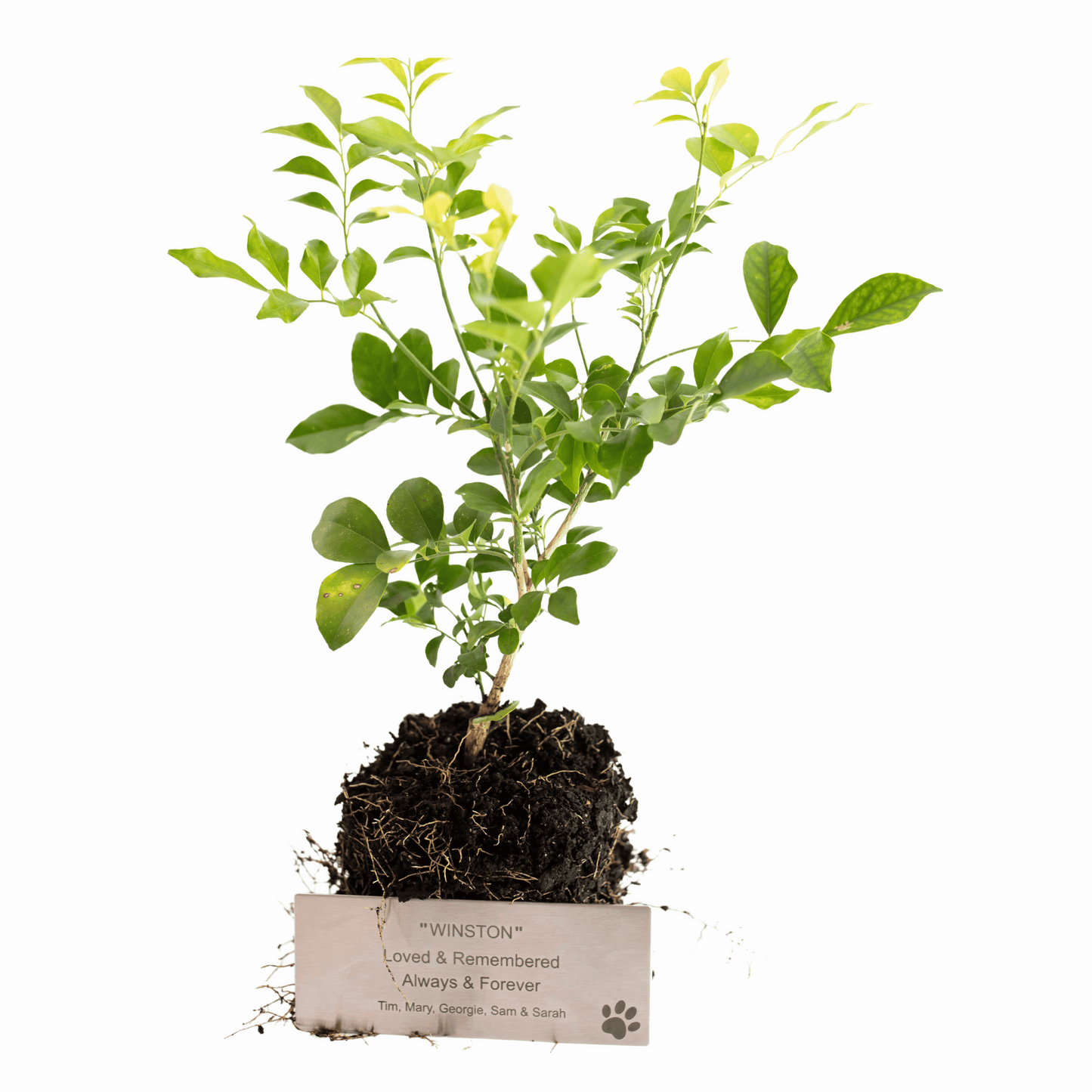Remember Tree + Personalised Memorial Plaques in VIC, Australia