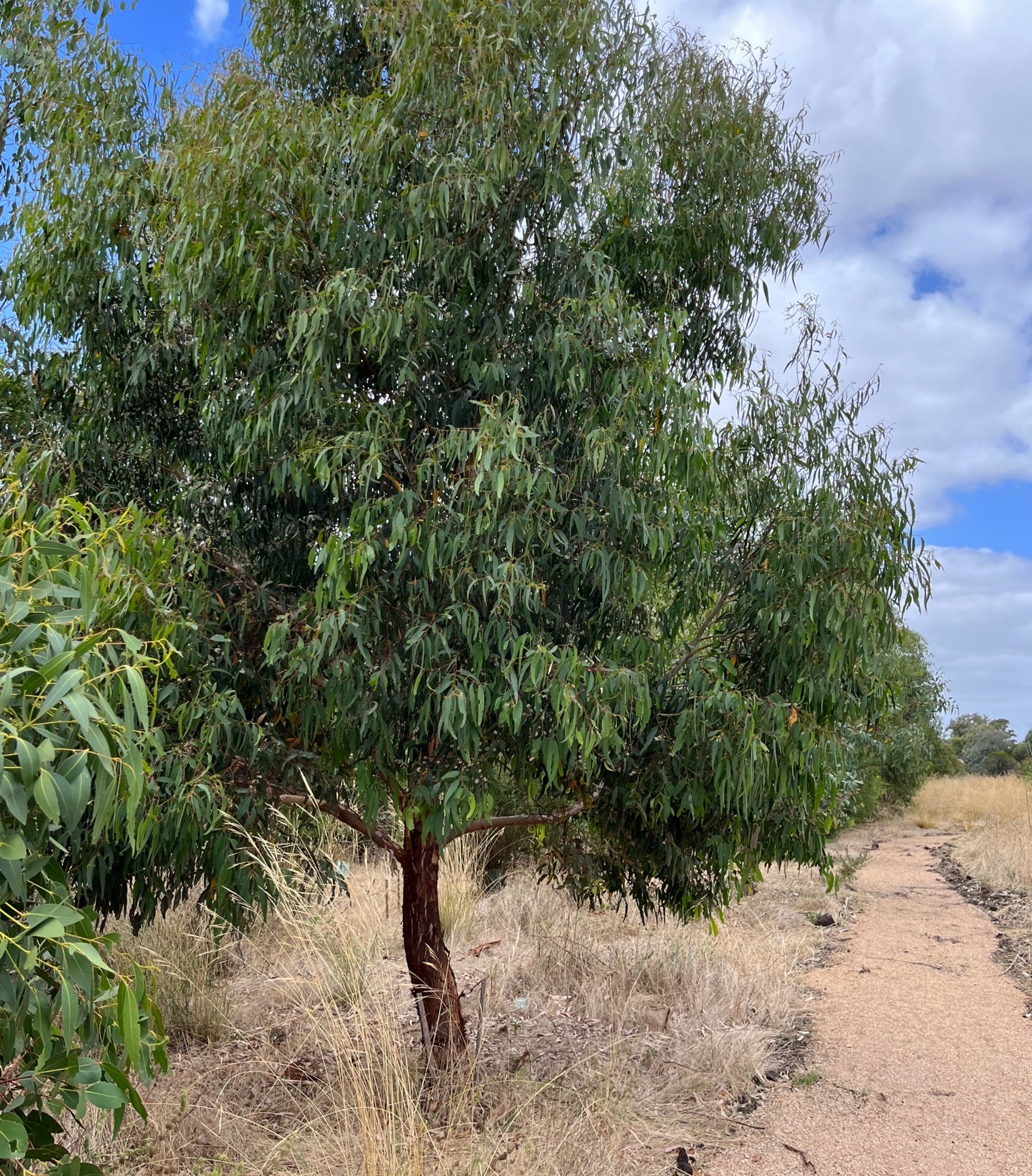 Remember Tree + Personalised Memorial Plaques in VIC, Australia