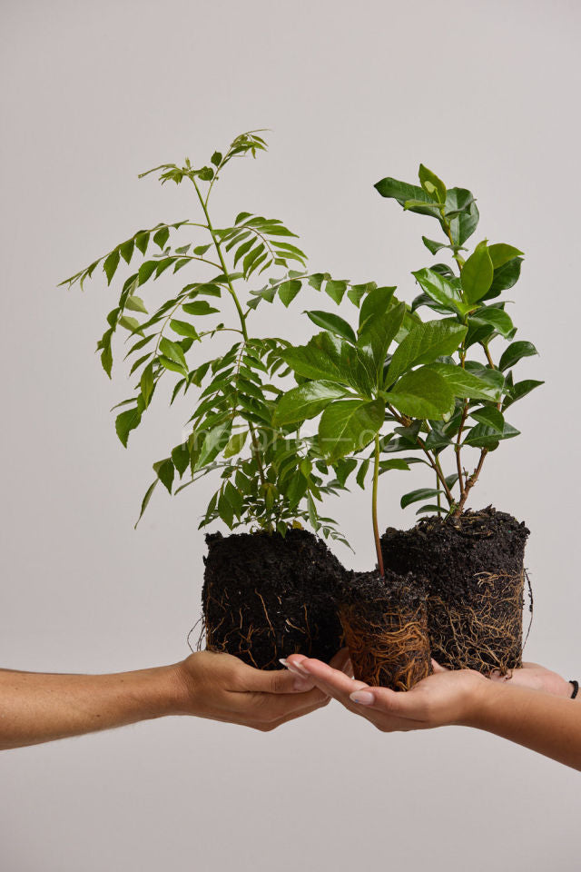 Young trees planted for a Trees for Pets pet memorial grove gift