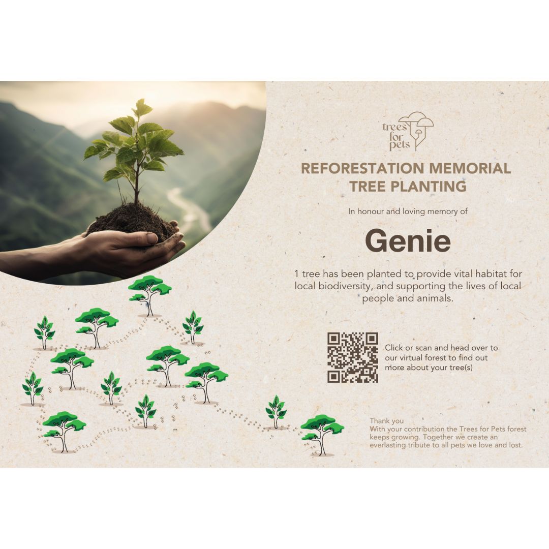 pet memory tree certificate