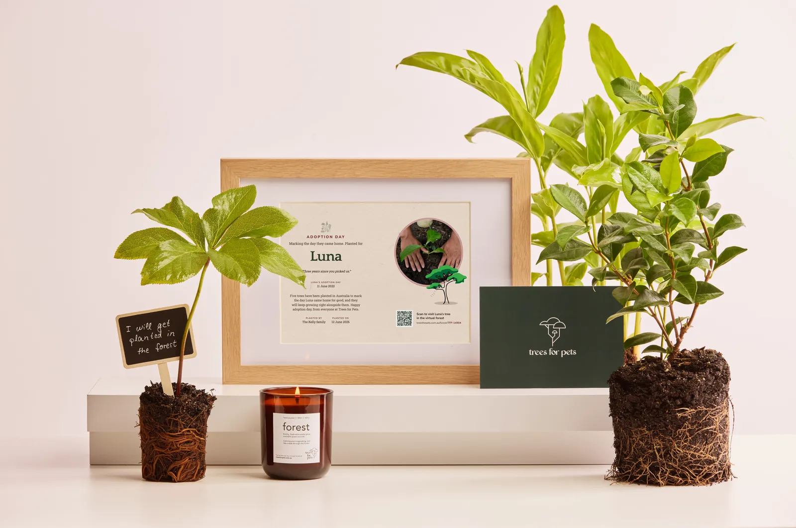 Gift set: framed certificate, candle and card