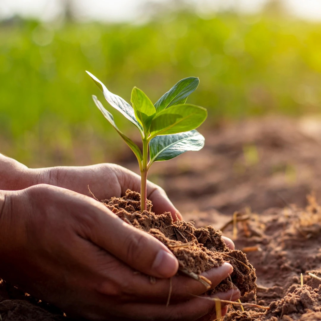 Cupped hands holding a young seedling in a mound of soil, a green field behind