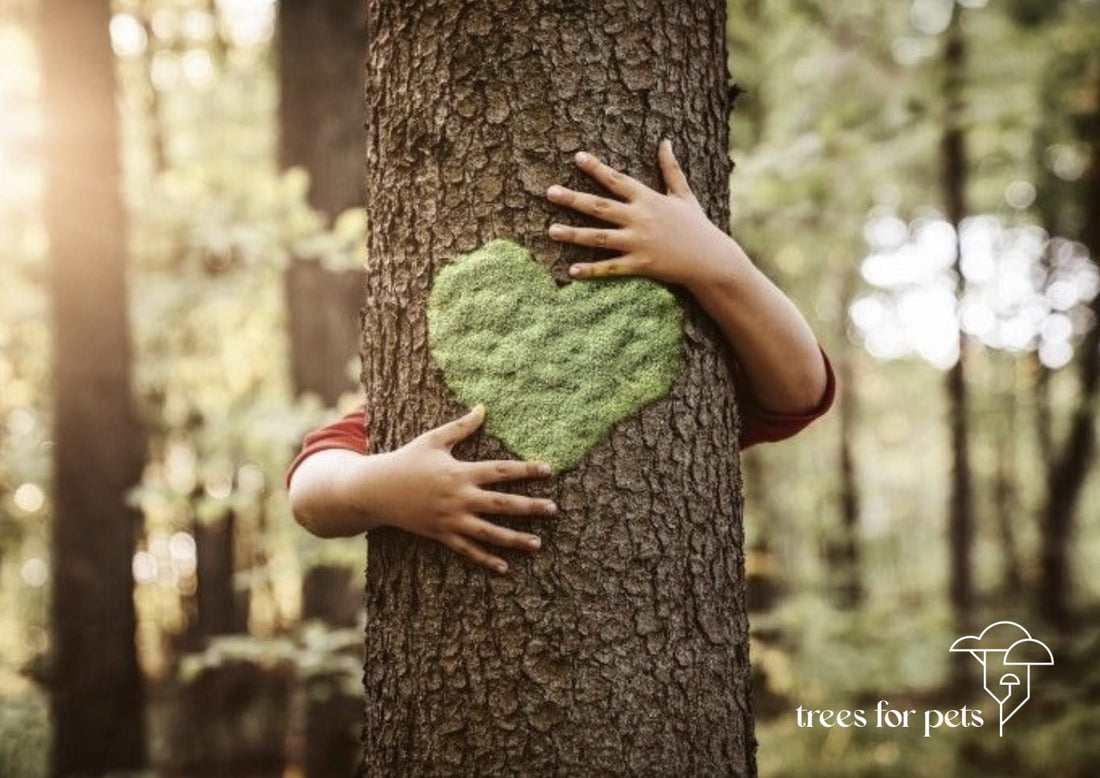 The Memory Tree: Global Reforestation Projects & Personalised Certificates