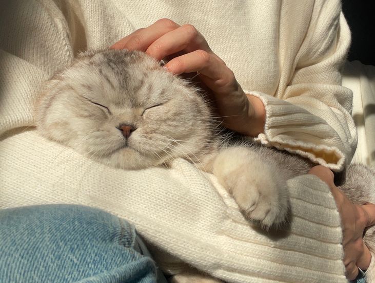 Cat Memorial Gifts for Someone Else: What to Give (and When) After a Cat Passes