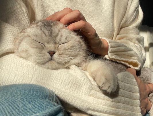 Cat Memorial Gifts for Someone Else: What to Give (and When) After a Cat Passes