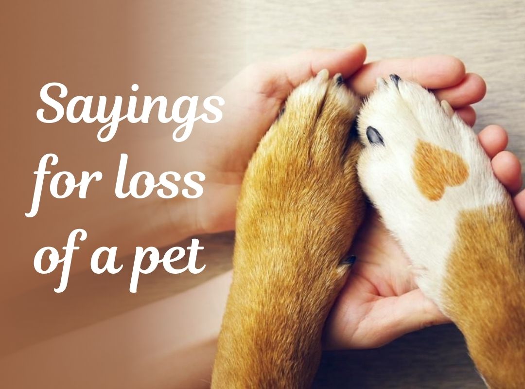 Loss of Pet Sayings: Gentle Words for Cards, Social Media & Family Support
