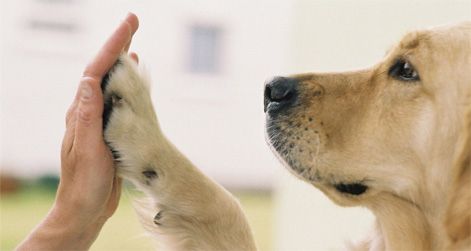 End of Life Pet Care: How Veterinary Clinics Support Every Stage of Your Pet’s Final Journey