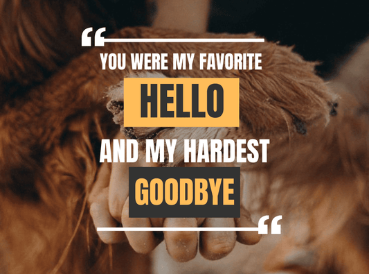 Dog Death Quotes: 50 Heartfelt Phrases for Comfort & Memorial Messages