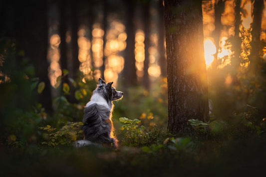 Eco-Friendly Pet Memorials: Reforestation Trees Worldwide + Sustainable Certificates