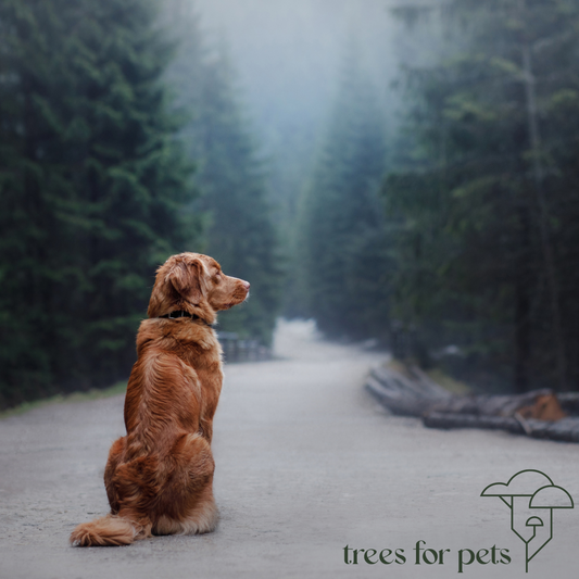 10 Things to Say (and Not Say) After Pet Loss