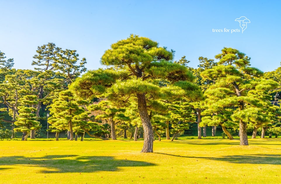 5 Best Memorial Trees to Make Your Pet Life Eternal