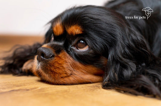 loss of a dog quotes