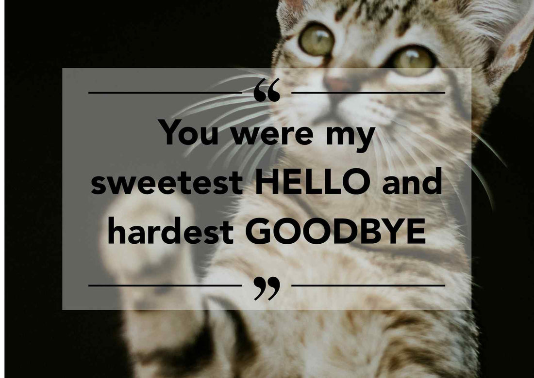 A cat with a quote about sweet hello and hard goodbyes