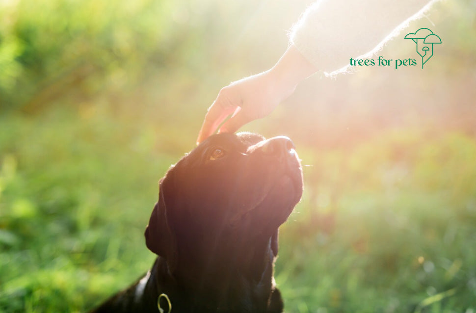 cremation for pets in australia