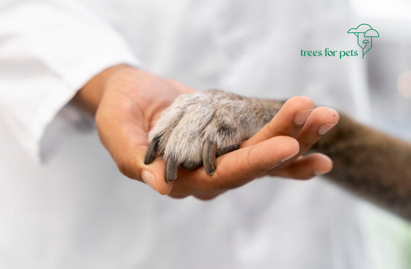 Pet Cremation Services: What to Look & How to Choose the Right One