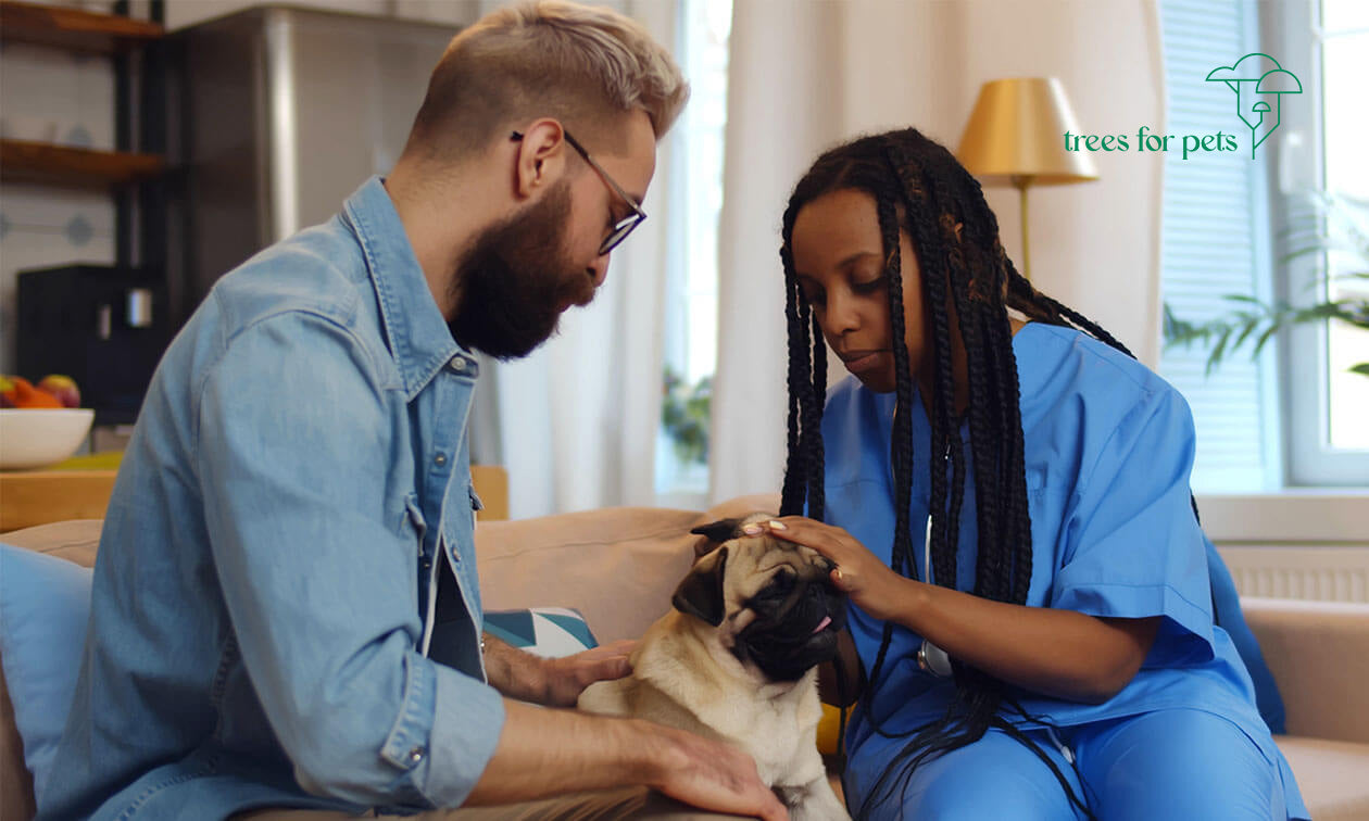 What Is Pet Hospice Care (and Does Your Pet Need It?) – Trees For Pets