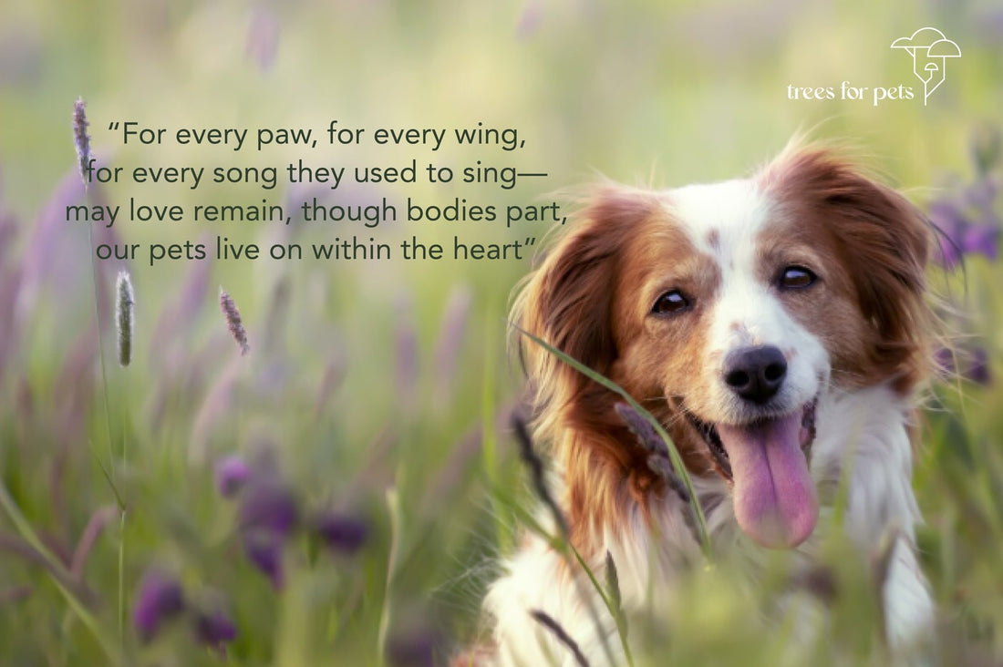 pet loss poems