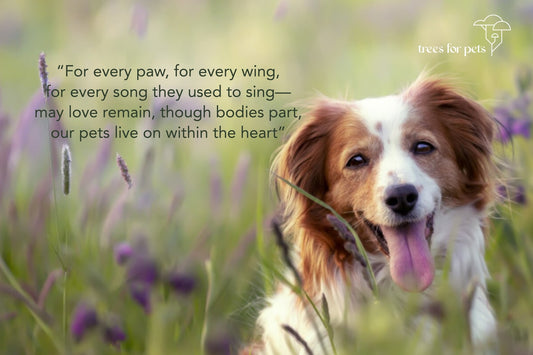 pet loss poems