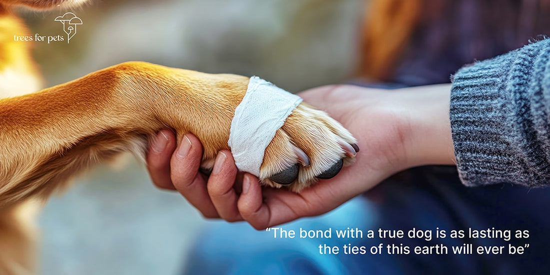 pet loss quotes