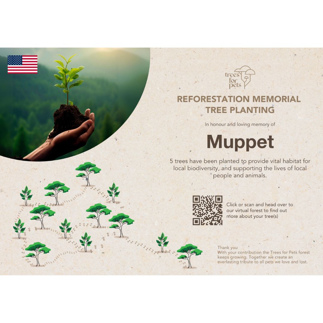 Pet Memorial Tree Grove in the USA + Forest Candle
