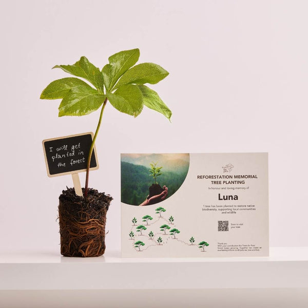 Pet Memorial Tree