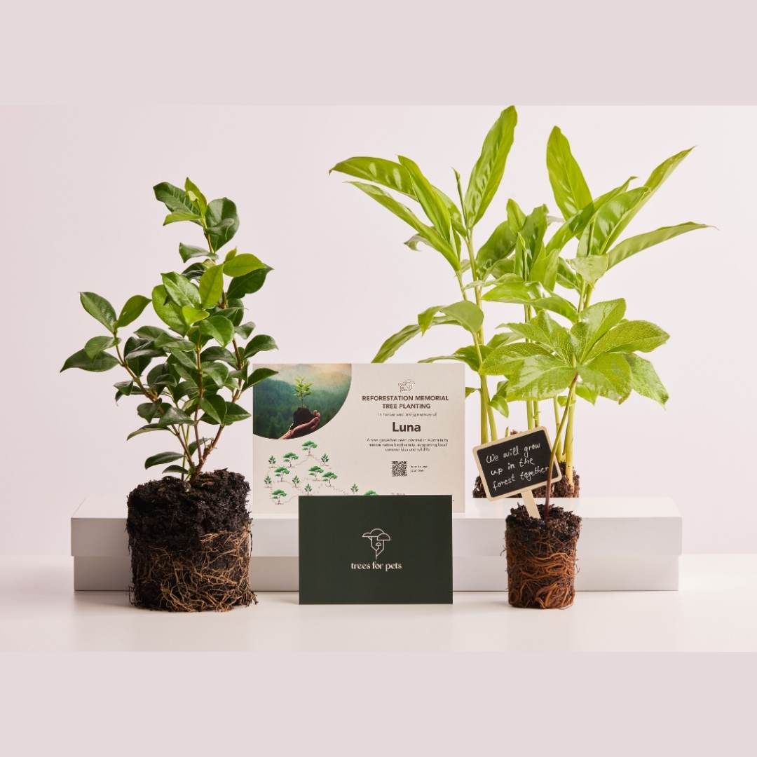 Pet Memorial Tree Grove (10 - 500 Trees)