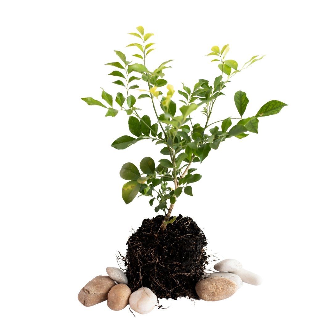 Reforestation Pet Memorial Tree Gift - LVC