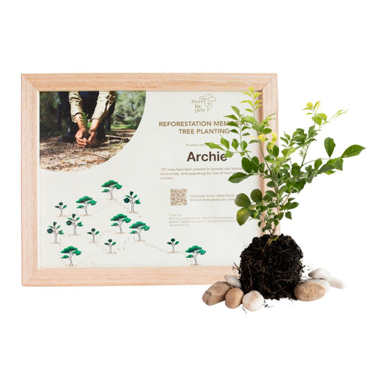 Memorial Tree Gift & Certificate