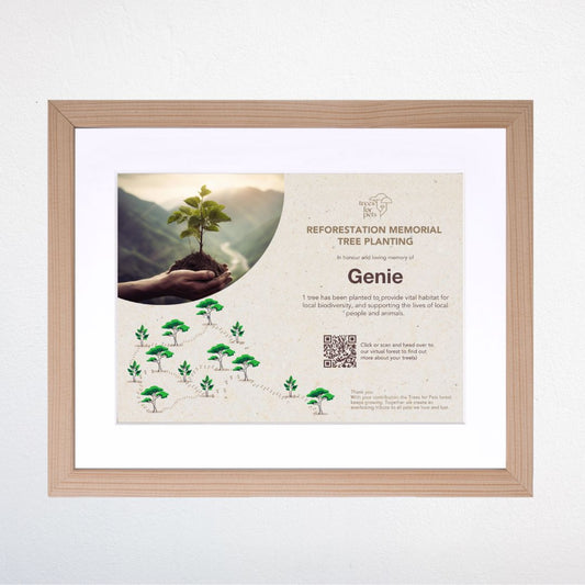 memory trees certificate with frame