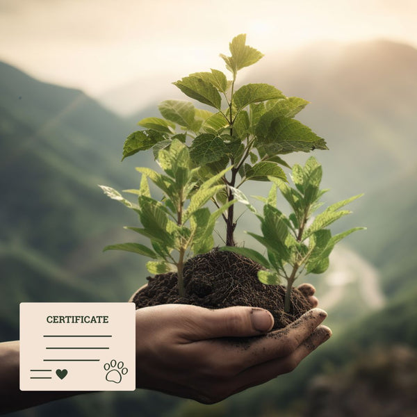 plan a memory tree grove