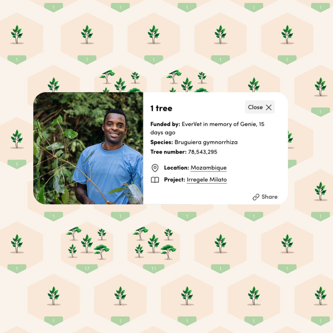 memory tree on virtual forest