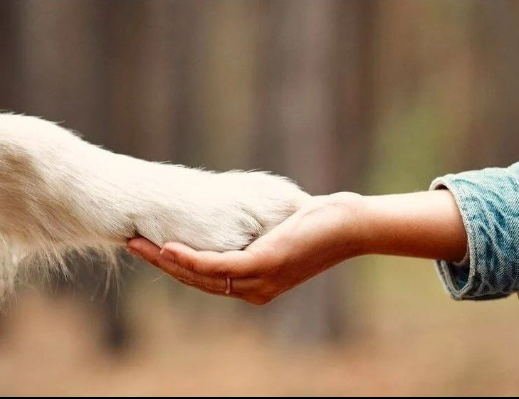 pet loss grief