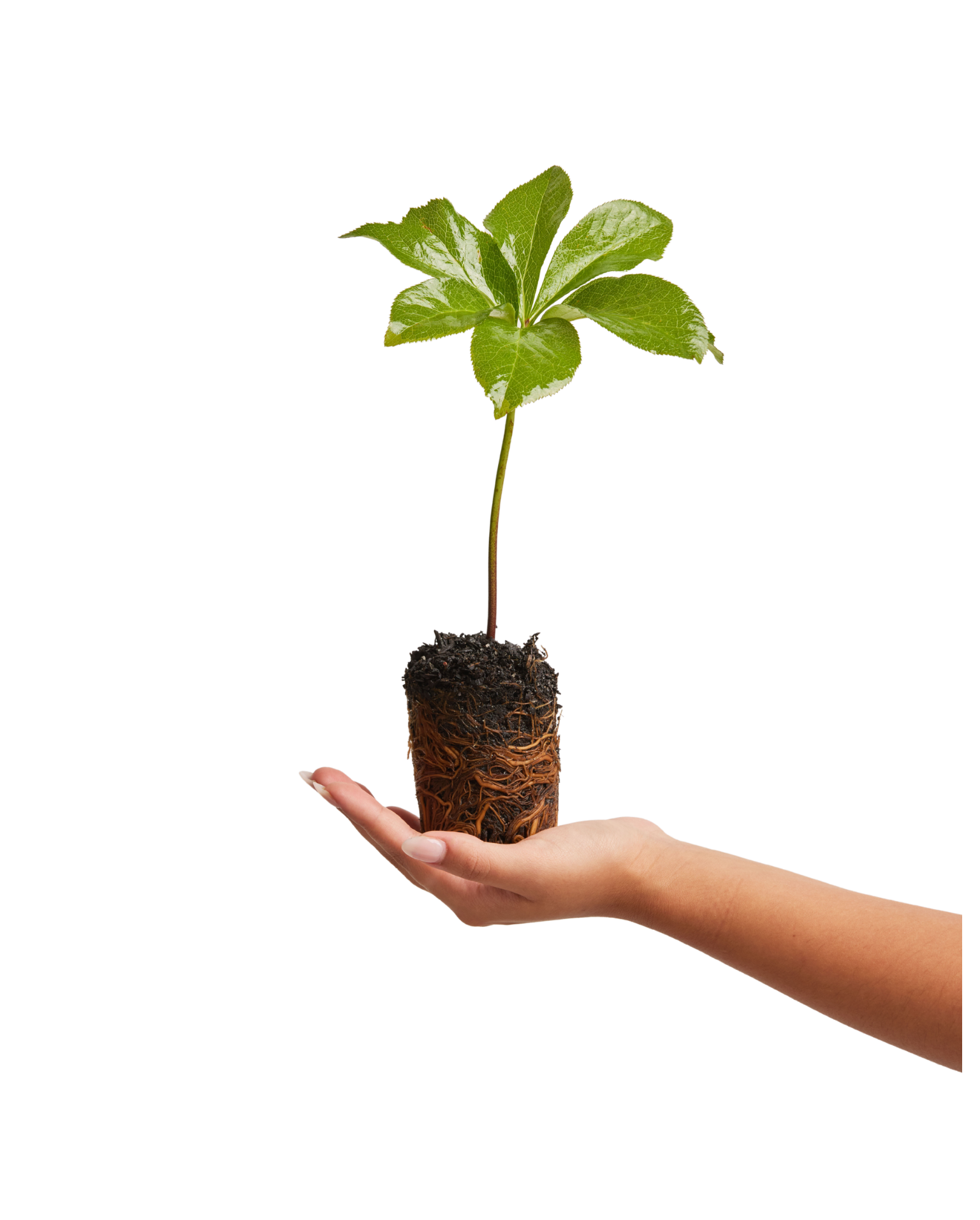 A young memorial tree held in a hand